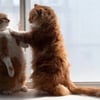 Mewky H.